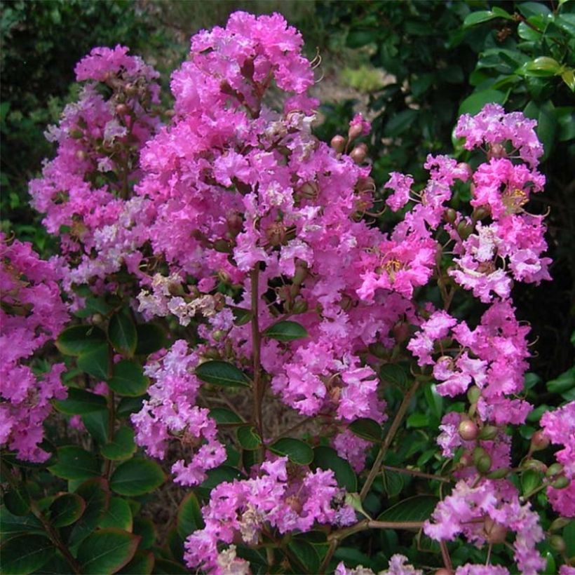 Lagerstroemia indica Jeanne Desmartis - Crape Myrtle (Flowering)