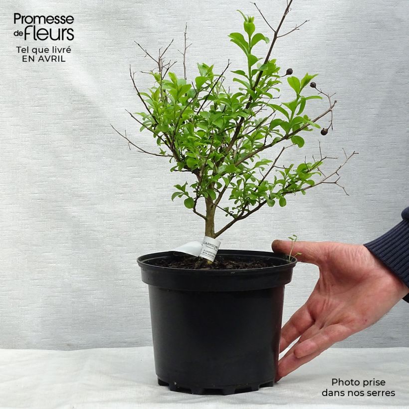 Lagerstroemia indica Jeanne Desmartis - Crape Myrtle 3L/4L potShipped height around 30/40cm sample as delivered in spring