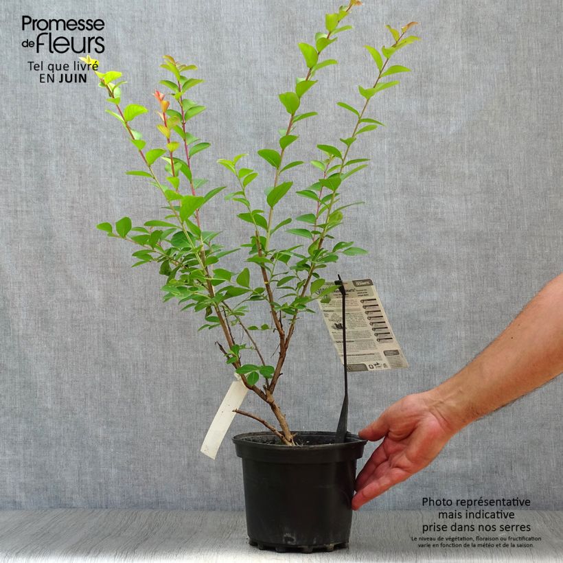 Lagerstroemia indica Jeanne Desmartis - Crape Myrtle 3L/4L pot sample as delivered in summer
