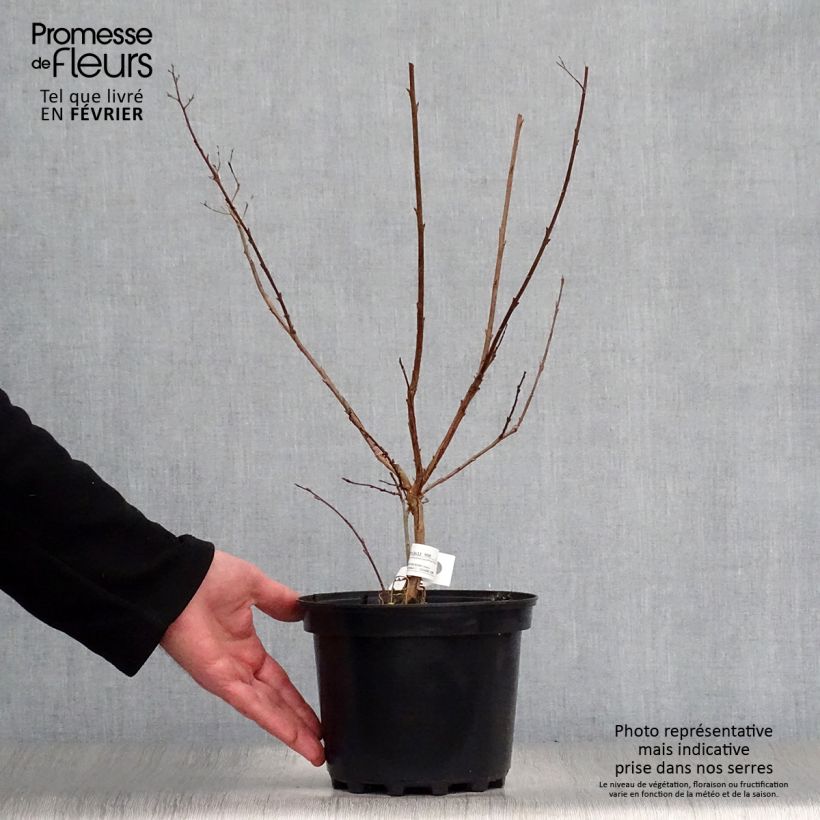 Lagerstroemia indica Kimono - Lilas des Indes blanc Pot de 3L/4L sample as delivered in winter