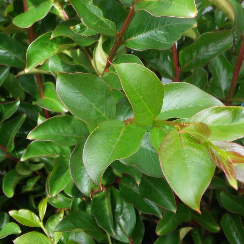 Lagerstroemia indica Margaux - Crape Myrtle (Foliage)