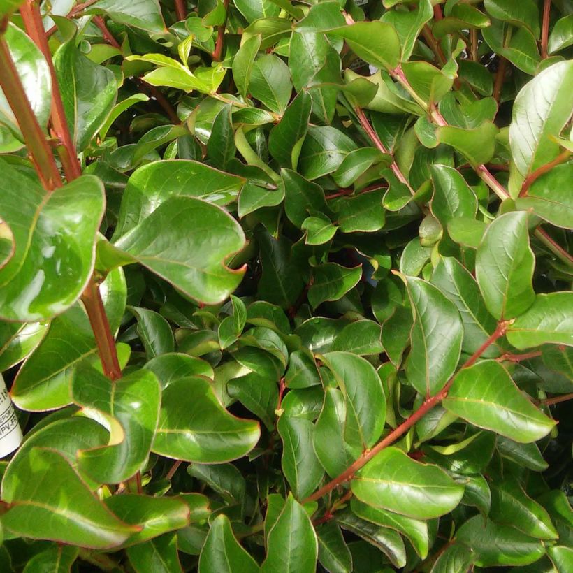 Lagerstroemia indica Monbazillac - Crape Myrtle (Foliage)