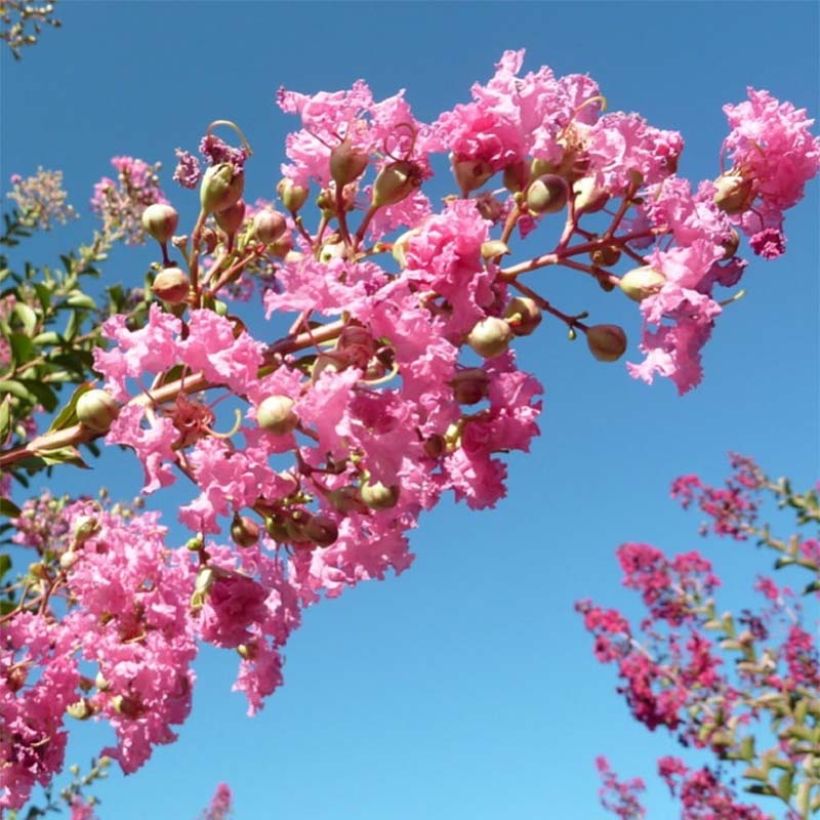 Lagerstroemia indica Monbazillac - Crape Myrtle (Flowering)