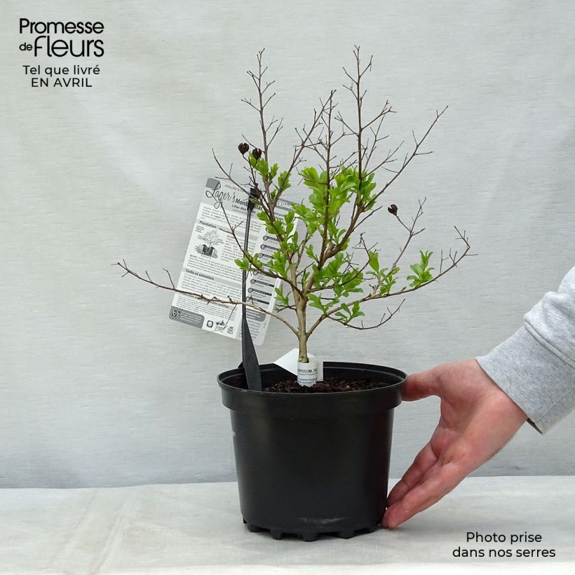 Lagerstroemia indica Monbazillac - Crape Myrtle sample as delivered in spring