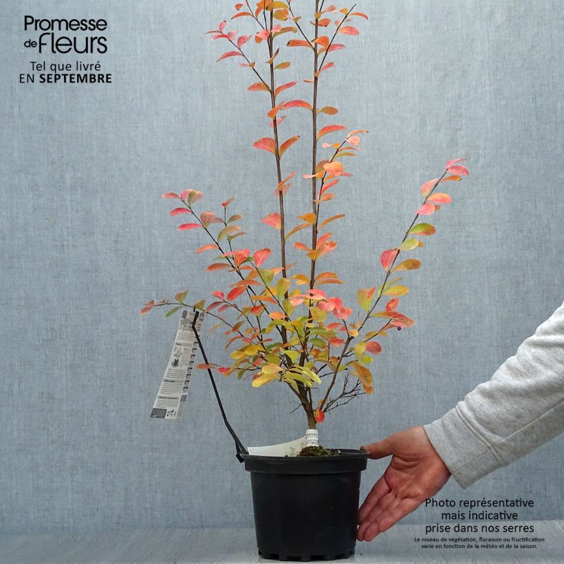 Lagerstroemia indica Monbazillac - Lilas des Indes Pot de 3L/4L sample as delivered in autumn