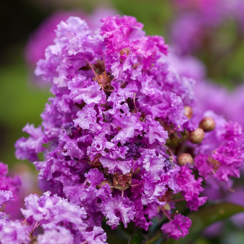 Lagerstroemia indica Purple Magic - Crape Myrtle (Flowering)