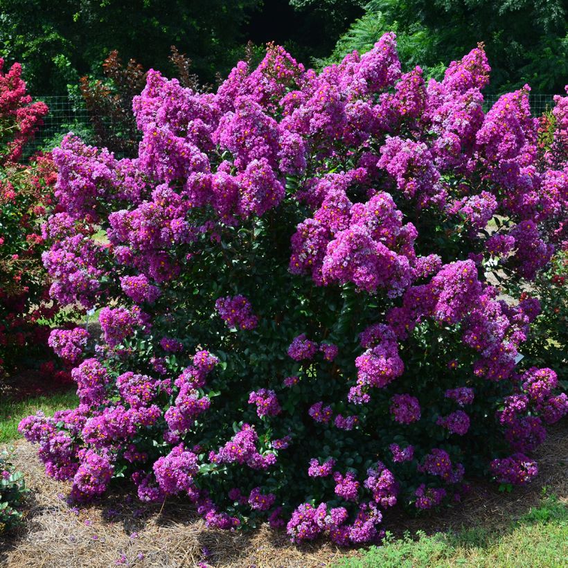 Lagerstroemia indica Purple Magic - Crape Myrtle (Plant habit)