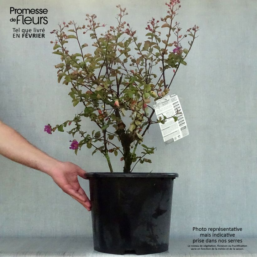 Lagerstroemia indica Pécharmant - Lilas des Indes Pot de 7.5L/10L sample as delivered in autumn