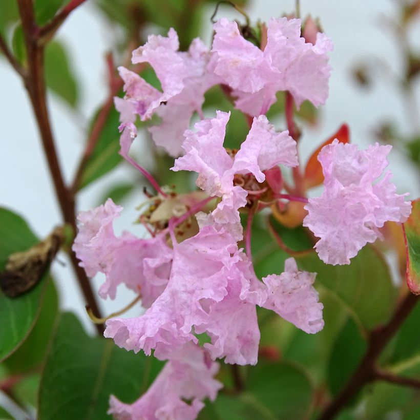 Lagerstroemia indica Pink Grand Sud - Crape Myrtle (Flowering)