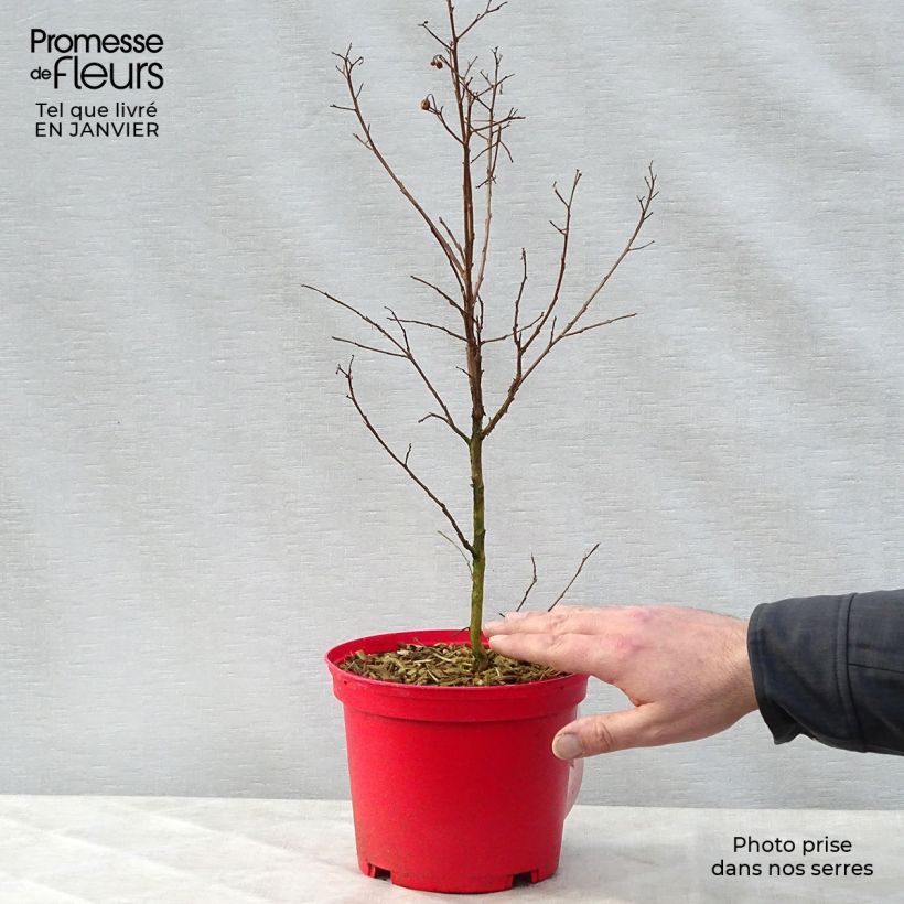 Lagerstroemia indica Red imperator - Lilas des Indes Pot de 3L/4L sample as delivered in winter