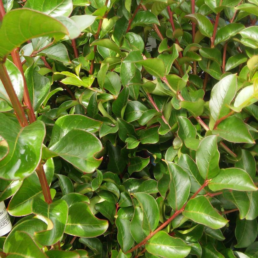 Lagerstroemia indica Indian Rose - Crape Myrtle (Foliage)