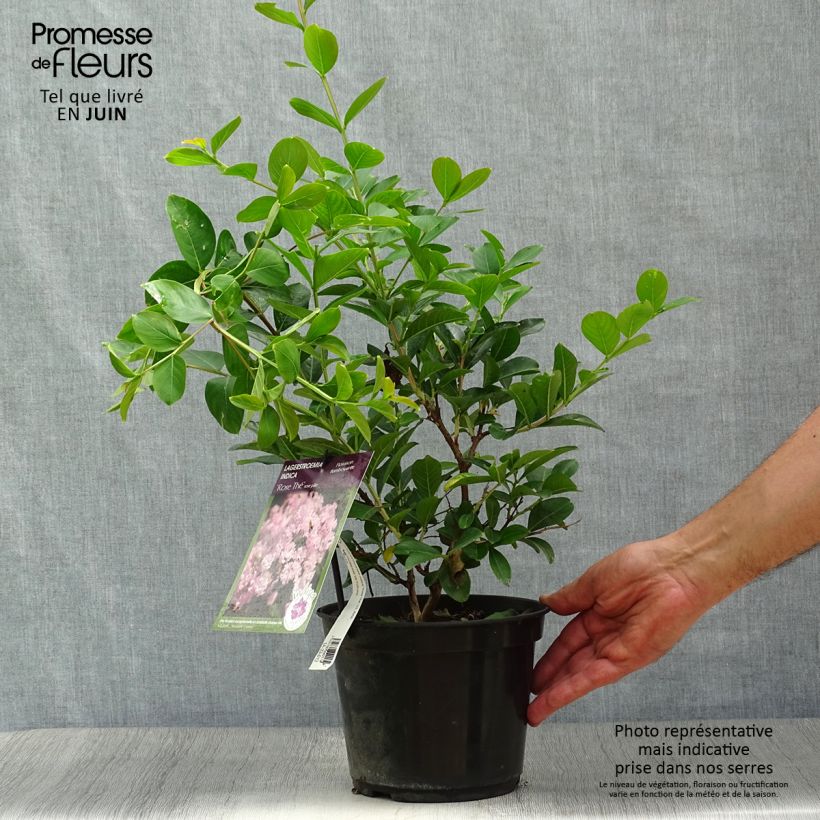 Lagerstroemia indica Tea Rose - Crape Myrtle 3L/4L potShipped height around 50/60cm sample as delivered in summer