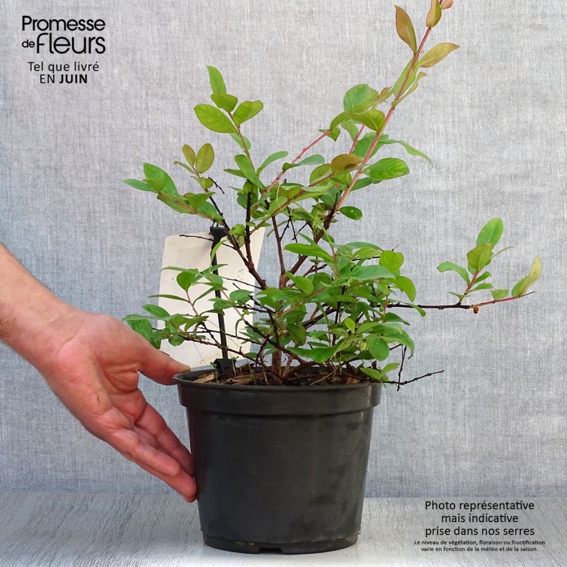 Lagerstroemia indica Dwarf Red - Crape Myrtle 2L/3L potShipped height around 10/20cm sample as delivered in summer