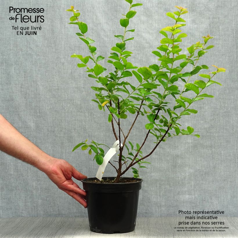 Lagerstroemia indica Rubra - Crape Myrtle 2L/3L potShipped height around 30/40cm sample as delivered in summer
