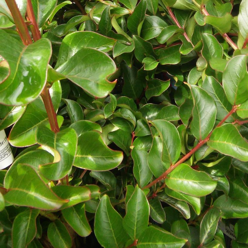 Lagerstroemia indica Saint Emilion - Crape Myrtle (Foliage)
