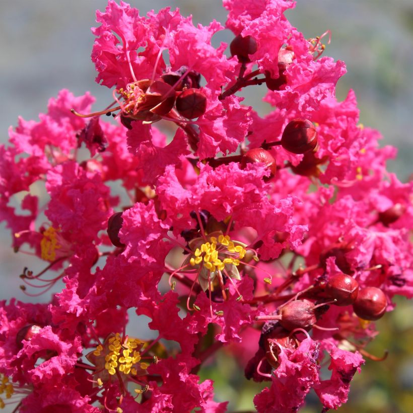 Lagerstroemia indica Saint Emilion - Crape Myrtle (Flowering)