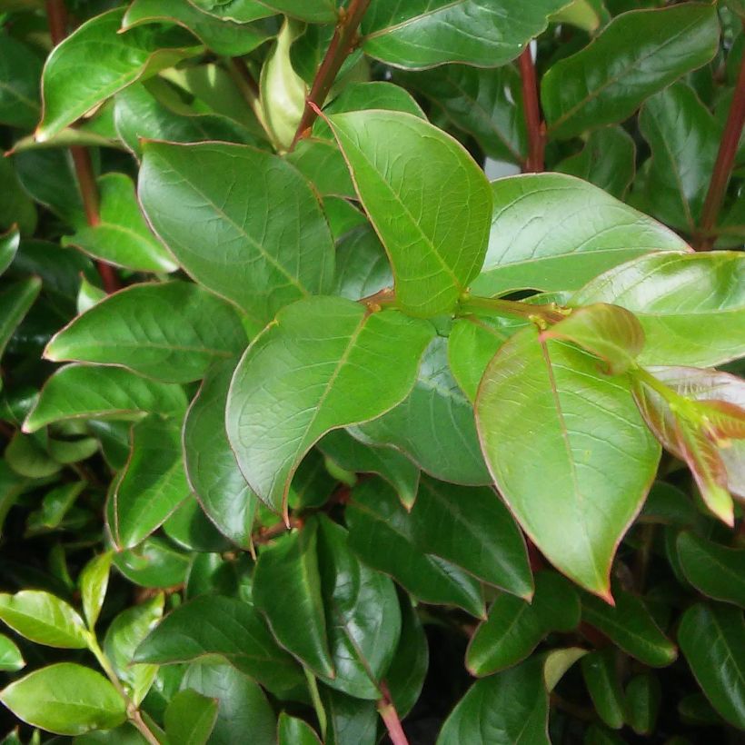 Lagerstroemia indica Soir dEté - Crape Myrtle (Foliage)
