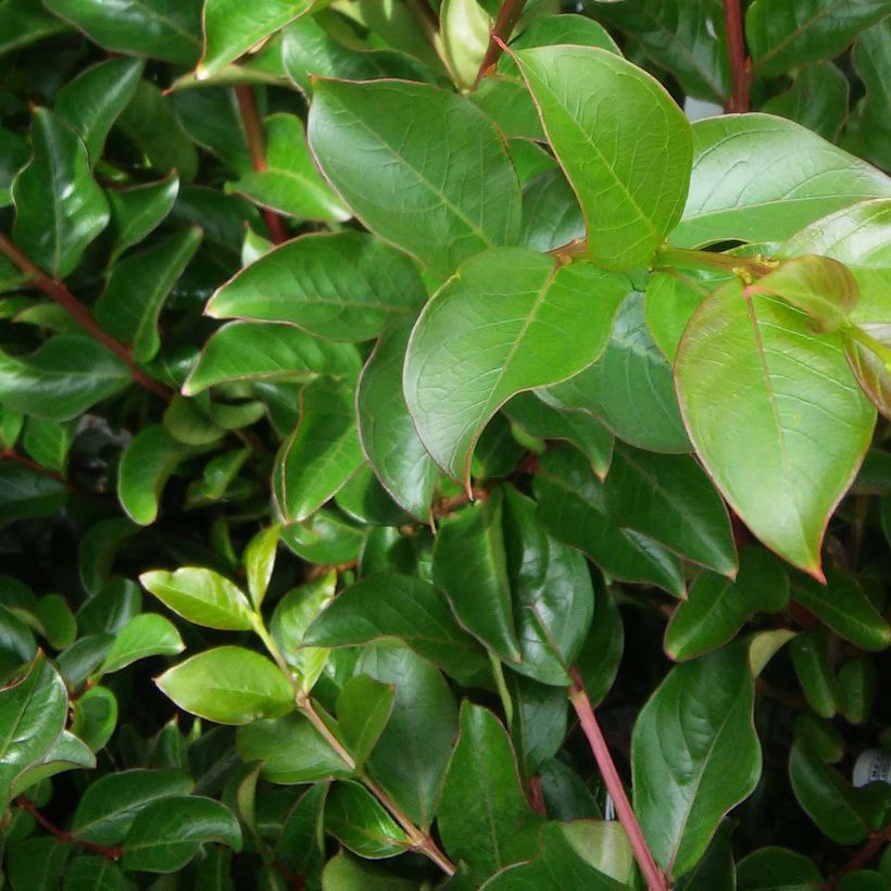 Lagerstroemia indica Souvenir dAndré Desmartis - Crape Myrtle (Foliage)