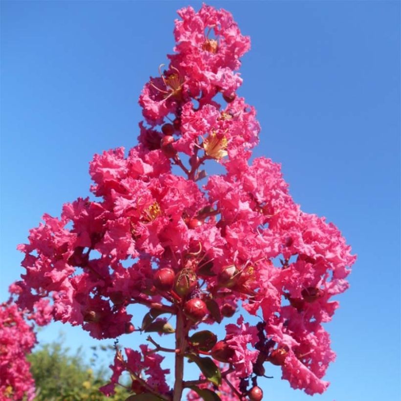 Lagerstroemia indica Souvenir dAndré Desmartis - Crape Myrtle (Flowering)