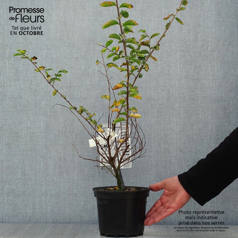 Lagerstroemia indica Souvenir d'Hubert Puard - Lilas des Indes	 Pot de 3L/4L sample as delivered in autumn