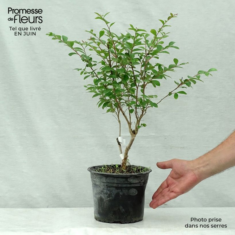 Lagerstroemia indica Summer Beauty Ozark Spring - Crape Myrtle 3L/4L potShipped height around 30/40cm sample as delivered in summer