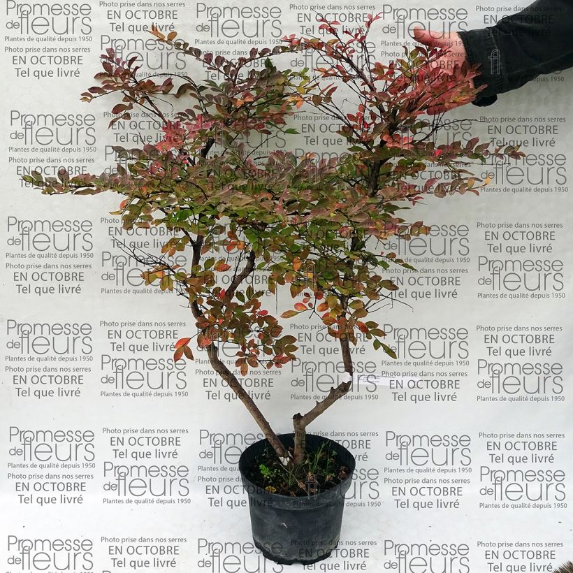 Example of Lagerstroemia indica Summer Charm Acoma - Crape Myrtle specimen as delivered
