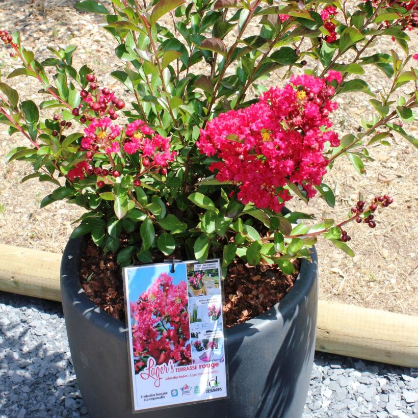 Lagerstroemia indica Terrasse Rouge - Crape Myrtle (Plant habit)