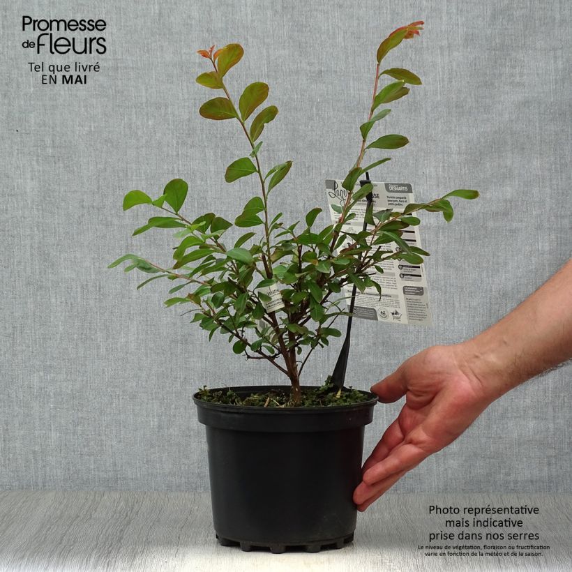 Lagerstroemia indica Terrasse Rouge - Crape Myrtle 3L/4L potShipped height around 20/30cm sample as delivered in spring