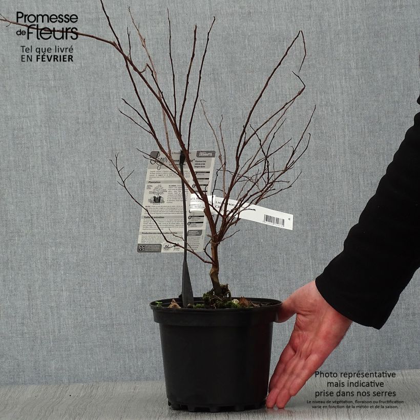 Lagerstroemia indica Terre Chinoise - Lilas des Indes	 Pot de 3L/4L sample as delivered in winter