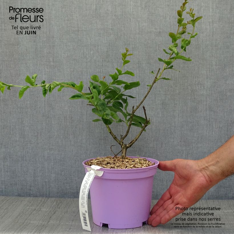 Lagerstroemia indica Violacea - Crape Myrtle 2L/3L potShipped height around 40/60cm sample as delivered in summer