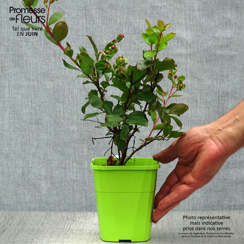 Lagerstroemia indica With Love Eternal - Crape Myrtle 3L/4L potShipped height around 60/80cm sample as delivered in summer