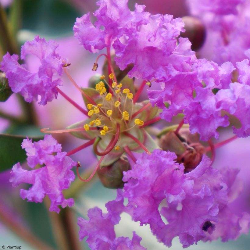 Lagerstroemia indica With Love Eternal - Crape Myrtle (Flowering)