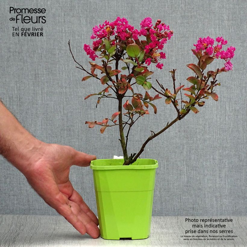 Lagerstroemia indica With Love Kiss Milarosso - Lilas des Indes en pot de 1/1.5L sample as delivered in autumn