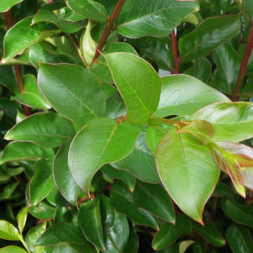 Lagerstroemia indica Yang Tse - Crape Myrtle (Foliage)