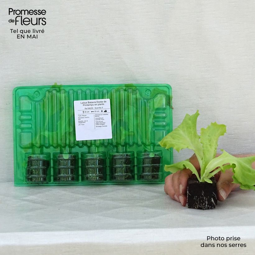Batavia Lettuce Dorée de Printemps plants - Lactuca sativa Root ball 4cm x 4.5cm sample as delivered in spring