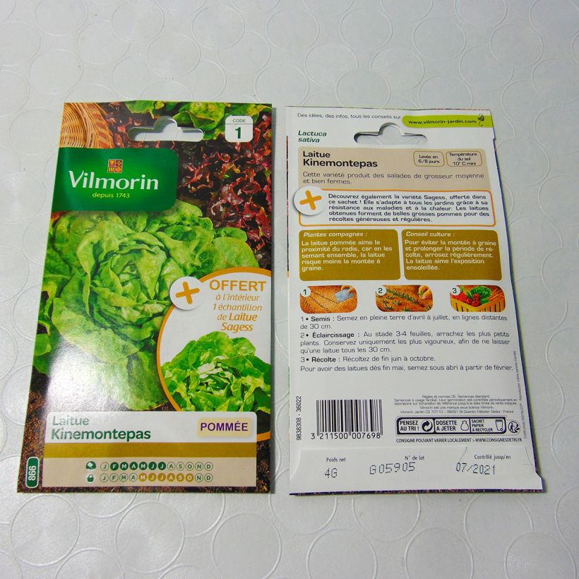 Example of Butterhead Lettuce Kinemontepas + sample Lettuce Sagess - Vilmorin Seeds specimen as delivered