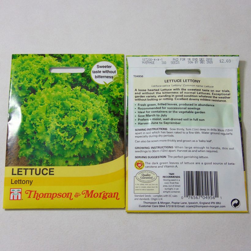 Example of Batavia Lettuce Lettony - Lactuca sativa specimen as delivered