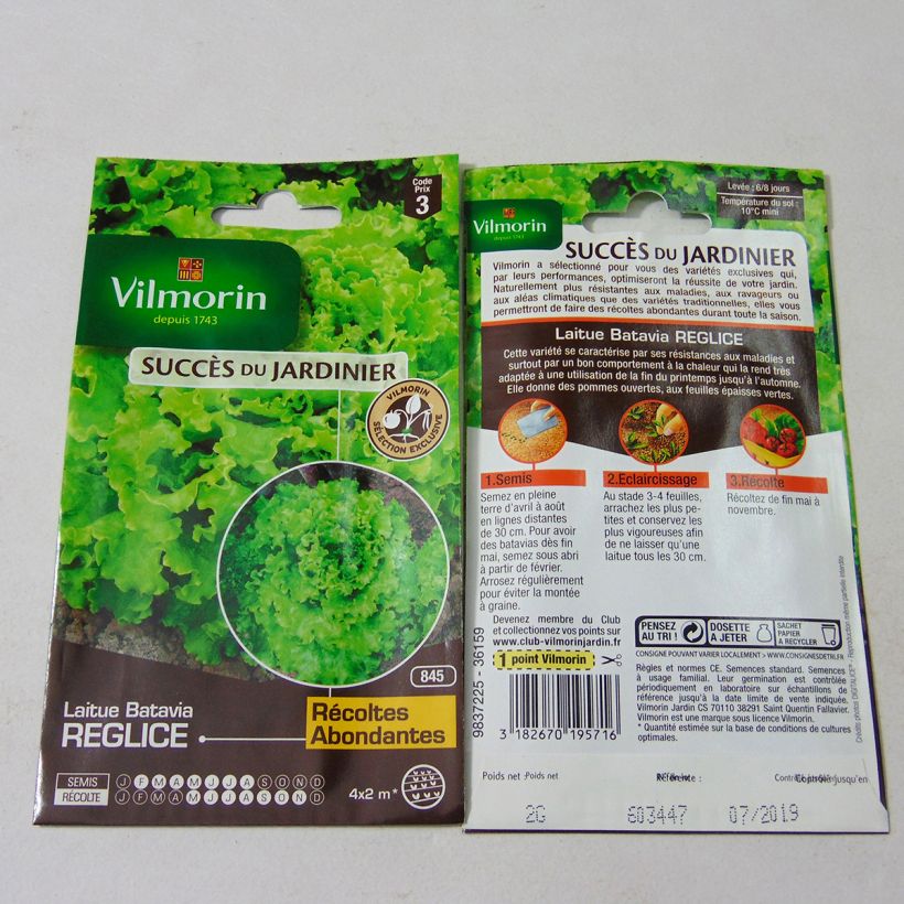 Example of Batavian Lettuce Reglice F1 - Vilmorin creation seeds specimen as delivered