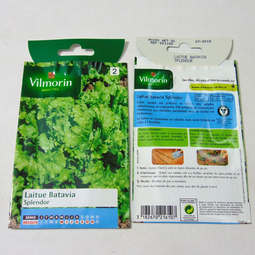 Example of Lettuce Splendor - Lactuca sativa specimen as delivered