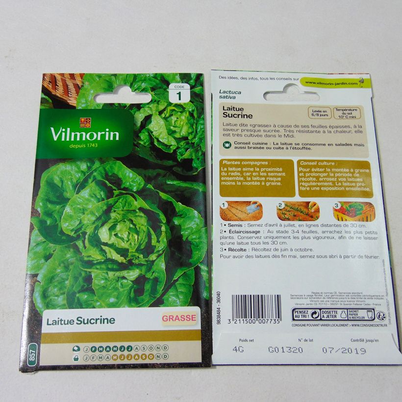 Example of Romaine Lettuce Sucrine - Vilmorin seeds - Lactuca sativa specimen as delivered