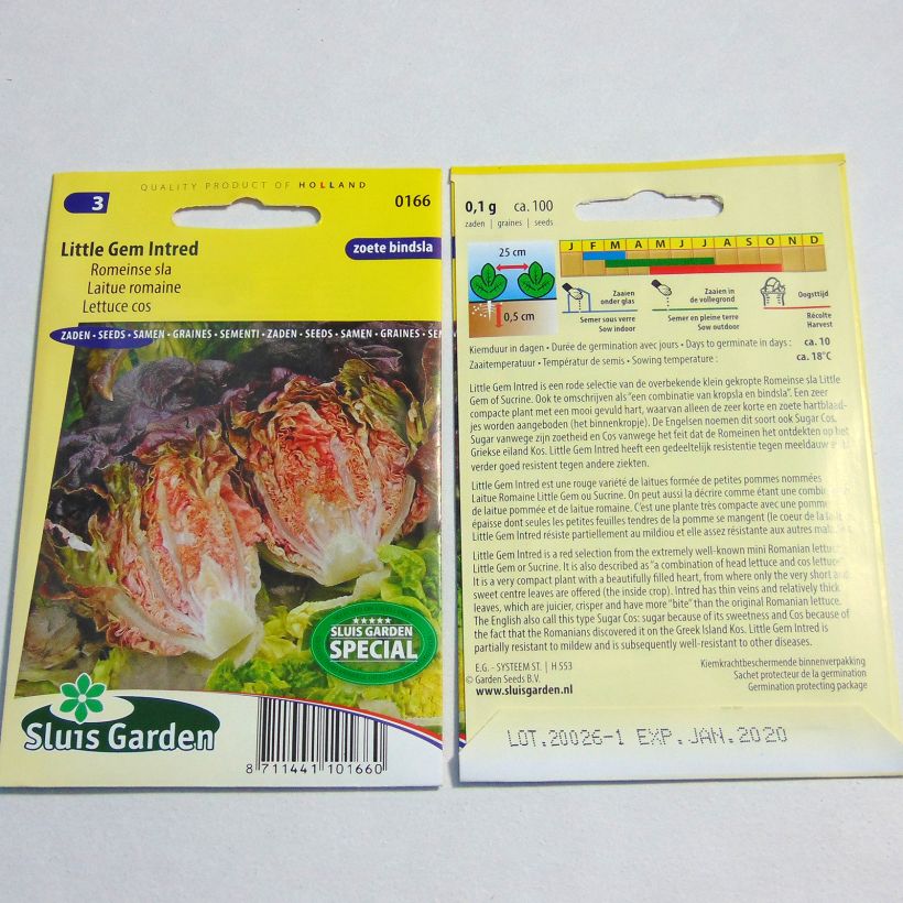 Example of Romaine Lettuce Little Gem Intred - Lactuca sativa specimen as delivered