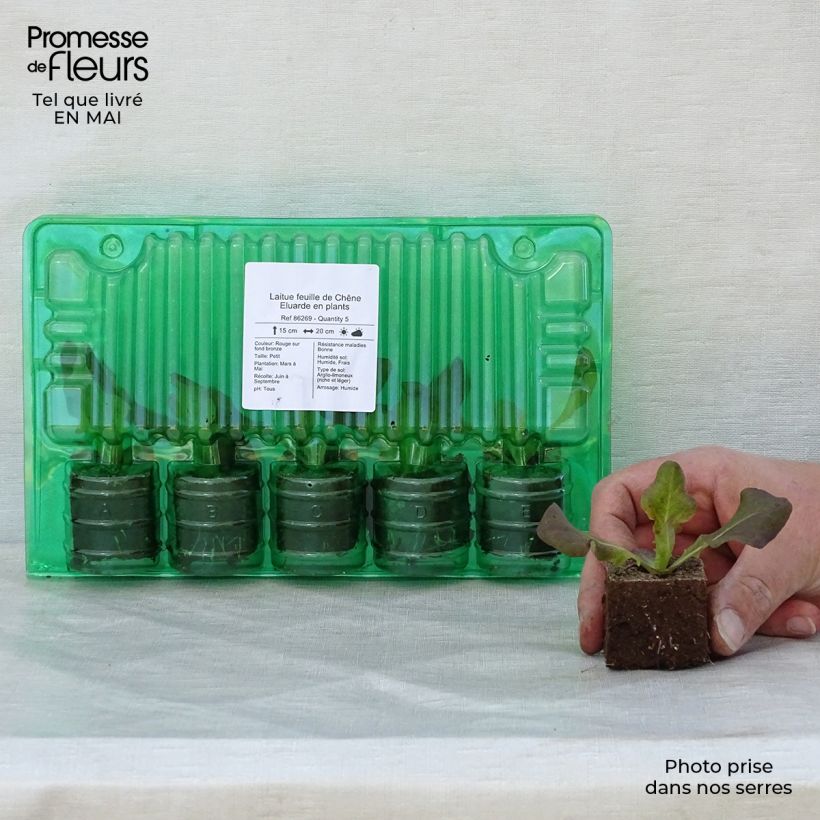 Lettuce Eluarde - Lactuca sativa Root ball 4cm x 4.5cm sample as delivered in spring