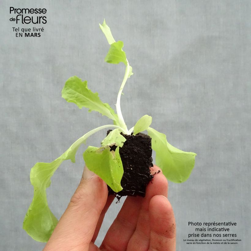 Oak Leaf Lettuce Panisse plants - Lactuca sativa sample as delivered in spring