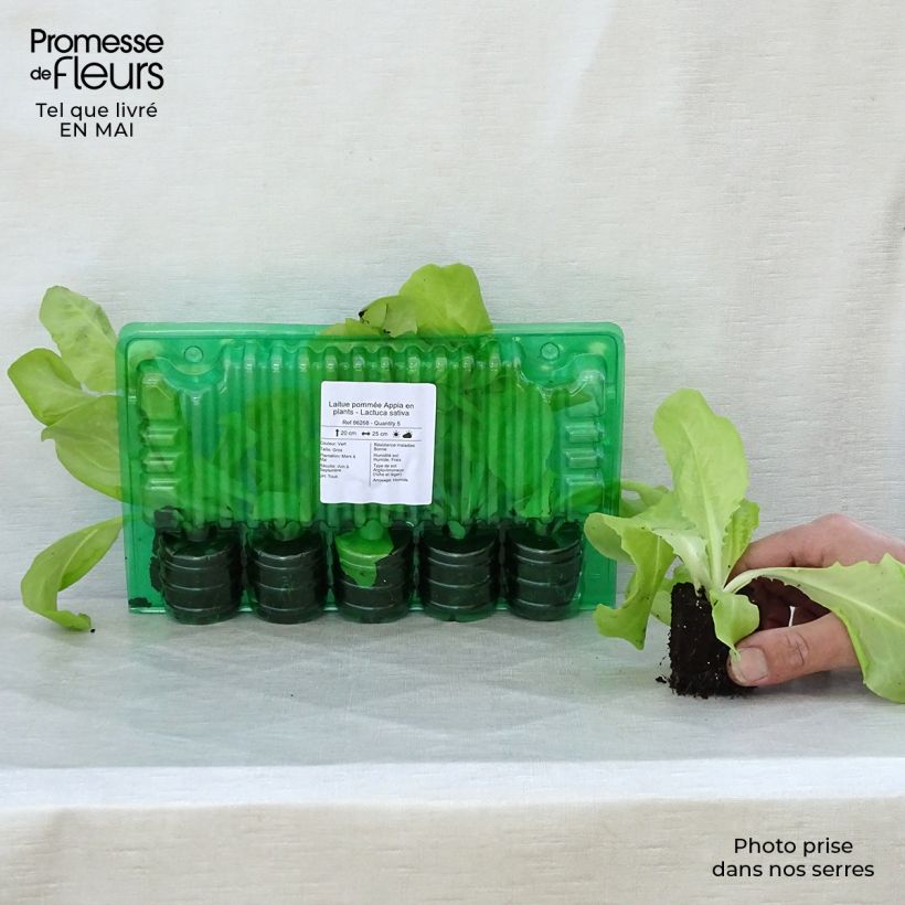 Butterhead Lettuce Appia plants - Lactuca sativa Root ball 4cm x 4.5cm sample as delivered in spring