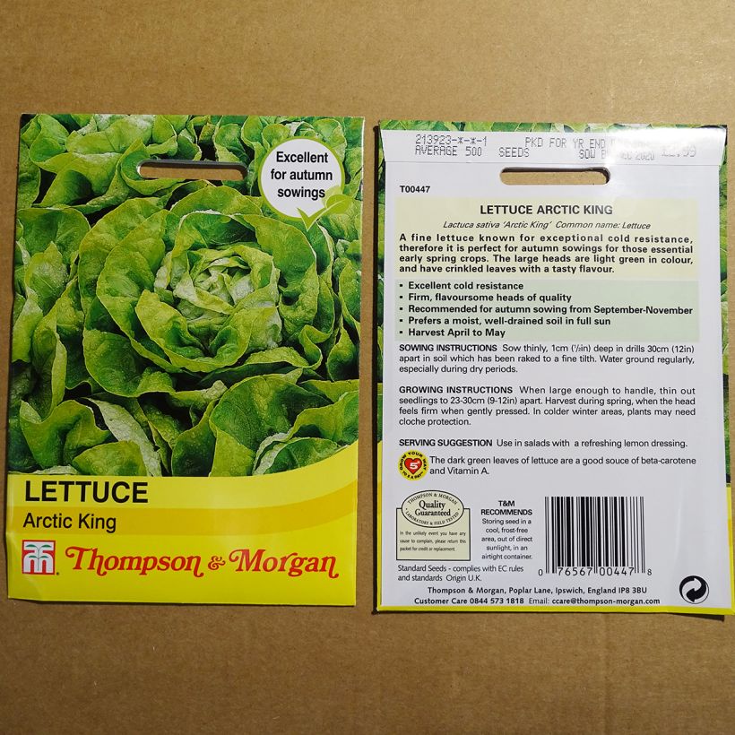 Example of Butterhead Lettuce Artic King - Lactuca sativa specimen as delivered