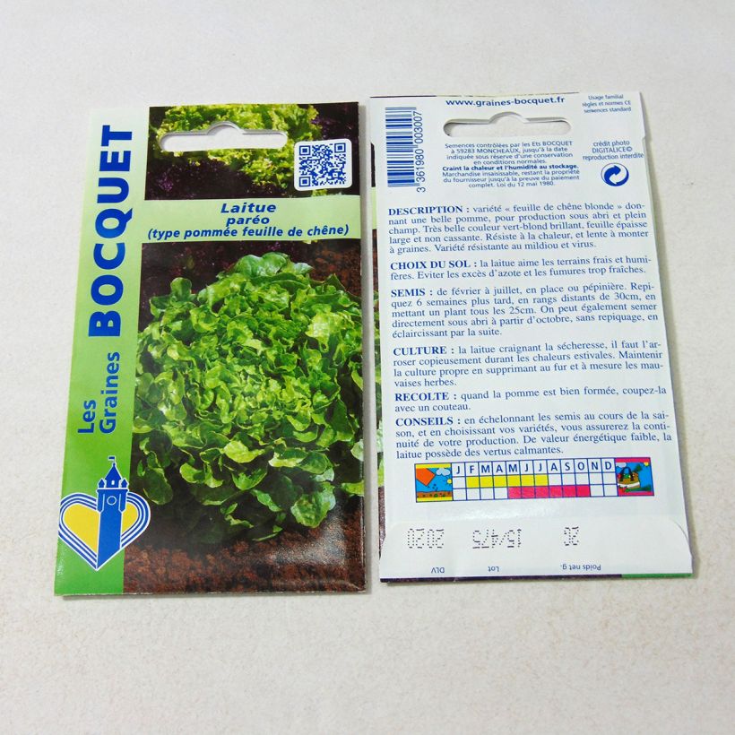 Example of Oak Leaf Lettuce Panisse - Lactuca sativa specimen as delivered
