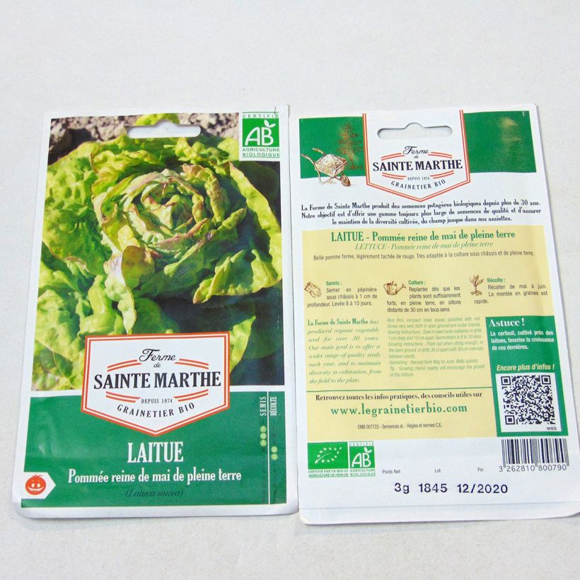 Example of Butterhead Lettuce May Queen - Ferme de Sainte Marthe seeds specimen as delivered