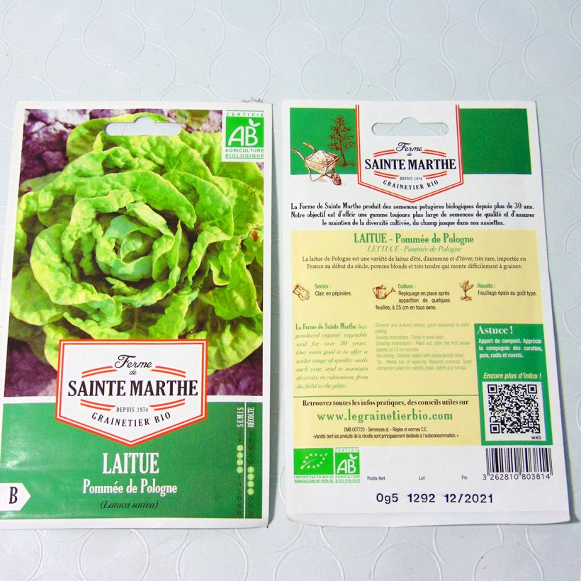Example of Butterhead Lettuce de Pologne - Ferme de Sainte Marthe seeds specimen as delivered