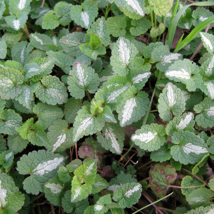 Lamium maculatum Album - Spotted Deadnettle (Foliage)