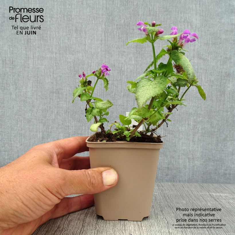 Lamium maculatum Beacon Silver - Spotted Deadnettle 8/9 cm pot sample as delivered in summer